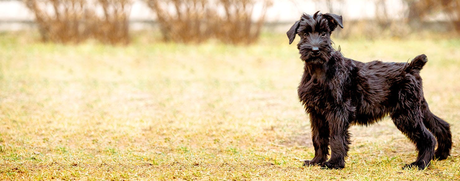 Giant Schnauzer Dog Names Popular Male and Female Names Wag!